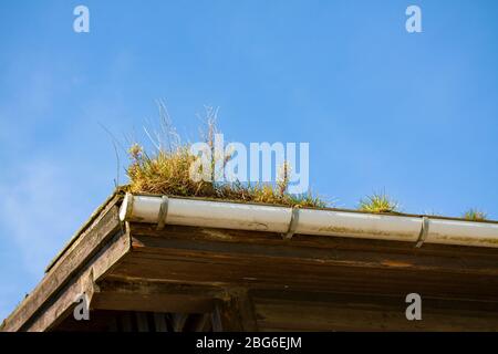 Wilde Unkräuter wachsen in einer blockierten Regenrinne auf dem Dach eines Hauses gegen einen blauen Himmel mit Kopieraum. Stockfoto