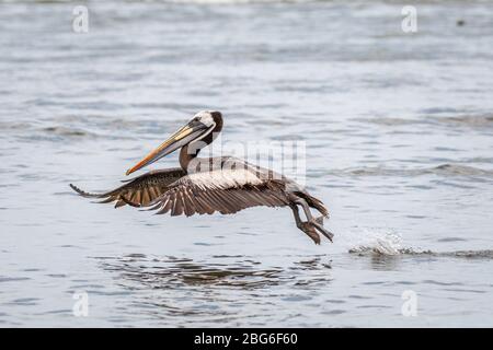 Pacific Pelican Abheben aus dem Wasser bei Huanchaco an der Küste im Norden Perus Stockfoto