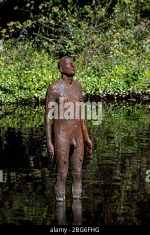 Eine von Sir Antony Gormleys '6-mal'-Skulpturen im Wasser von Leith hinter der Gallery of Modern Art, Edinburgh, Schottland. GROSSBRITANNIEN. Stockfoto