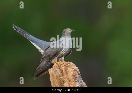 Kuckuck, Surrey, Großbritannien Stockfoto