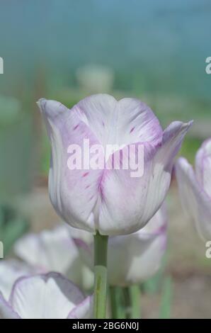 Verschiedene Tulpen in weißen violetten und lilafarbenen Streifen. Weiße Tulpe mit violetten Streifen Shirley Stockfoto