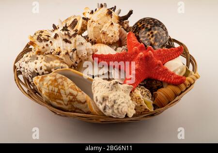 Seesterne und verschiedene Muscheln in einem Weidenkorb auf weißem Hintergrund. Nahaufnahme Stockfoto
