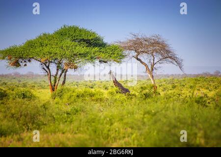 Giraffe im hohen Gras im Tsavo East National Park, Kenia. Versteckt im Schatten unter hohen Bäumen. Es ist ein Foto des wilden Lebens. Stockfoto