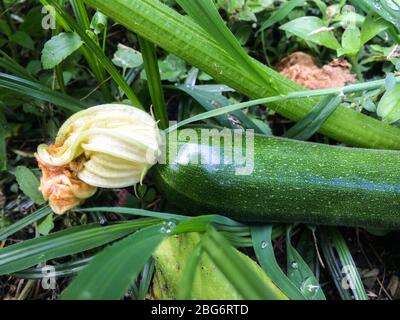 Grüne Zucchini fast bereit für die Ernte mit der gelben weiblichen Blume noch angebracht Stockfoto