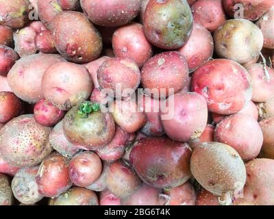 Frisch gegrabene und gewaschene Kartoffeln aus dem Garten. Stockfoto