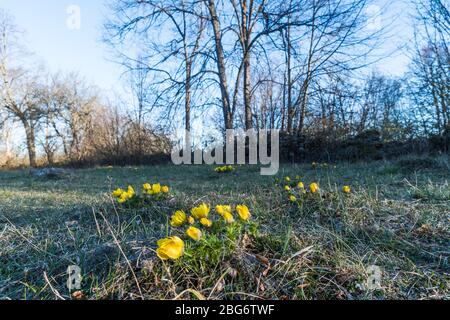 Blüte gelb Adonis vernalis blüht in der Morgensonne Stockfoto