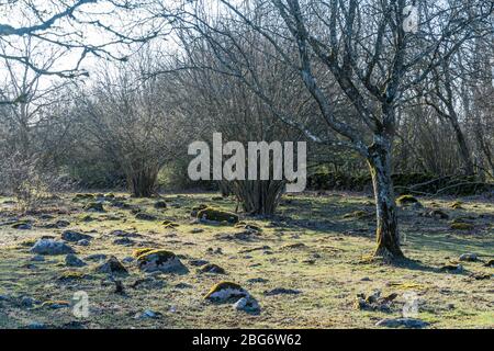Morgensonne in einer steinigen Landschaft mit moosbedeckten Steinen Stockfoto