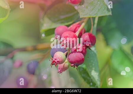 Irga reife rote Beeren und grüne Blätter. Stockfoto