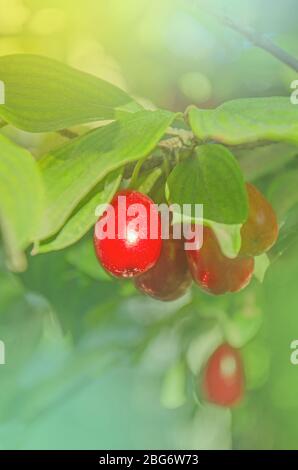 Rote Beeren der Kornelkirsche oder Hartriegel auf dem Ast Stockfoto