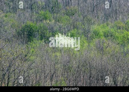Bäume im Wald im frühen Frühjahr, Landschaft Stockfoto