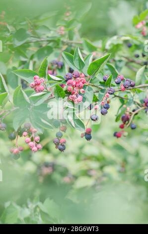 Irga reife rote Beeren und grüne Blätter. Stockfoto