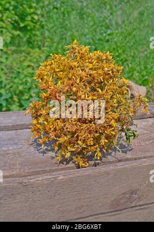 Johanniskraut auf einem Holztisch getrocknet. Heilpflanze. Stockfoto