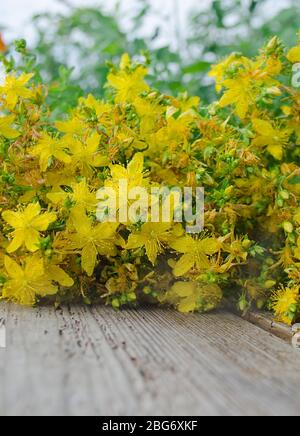 Johanniskraut. Ein Bündel Hypericum Blumen Stockfoto