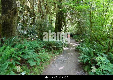 Der Waldboden ist mit Farnen bedeckt entlang eines großen Teil des Fichte Naturlehrpfades im Hoh Regenwald des Olympic National Park. Stockfoto