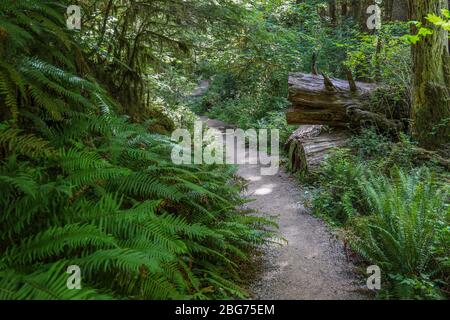 Der Waldboden ist mit Farnen bedeckt entlang eines großen Teil des Fichte Naturlehrpfades im Hoh Regenwald des Olympic National Park. Stockfoto