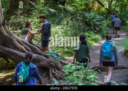 Der Fichte-Naturlehrpfad im Hoh-Regenwald des Olympic National Park. Stockfoto