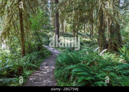 Der Waldboden ist mit Farnen bedeckt entlang eines großen Teil des Fichte Naturlehrpfades im Hoh Regenwald des Olympic National Park. Stockfoto