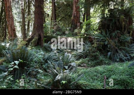 Waldboden Schutt mit Farnen und Moos bedeckt hier auf dem Fichte Naturpfad im Hoh Regenwald des Olympic National Park. Stockfoto