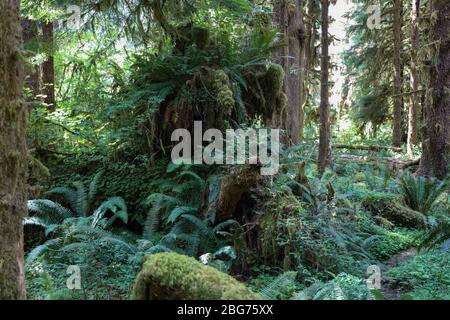 Waldboden Schutt mit Farnen und Moos bedeckt hier auf dem Fichte Naturpfad im Hoh Regenwald des Olympic National Park. Stockfoto