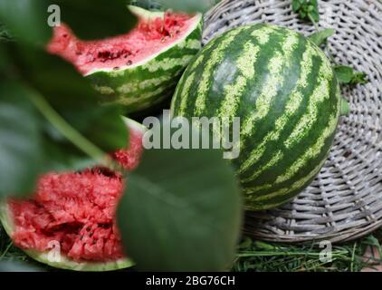 Reife Wassermelonen auf Weidenschale auf Gras Stockfoto