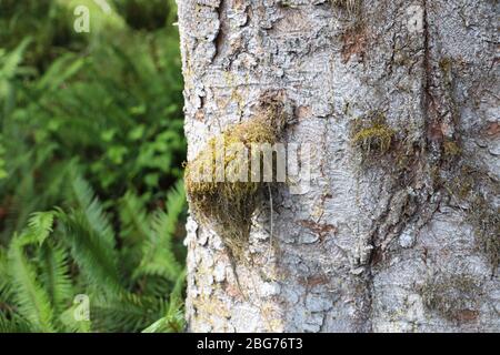 Moos auf Baumstamm entlang des Fichte Naturlehrpfades im Hoh Regenwald des Olympic National Park. Stockfoto