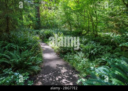 Der Waldboden ist mit Farnen bedeckt entlang eines großen Teil des Fichte Naturlehrpfades im Hoh Regenwald des Olympic National Park. Stockfoto