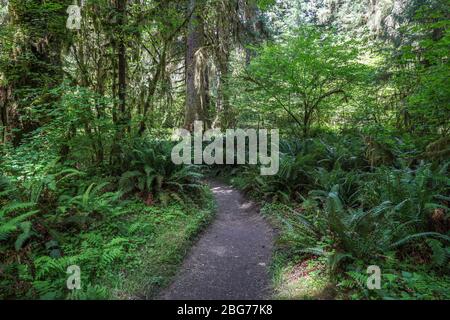 Der Waldboden ist mit Farnen bedeckt entlang eines großen Teil des Fichte Naturlehrpfades im Hoh Regenwald des Olympic National Park. Stockfoto