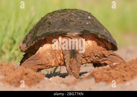 Gewöhnliche Schnappschildkröte, bereit, Eier zu legen, Ost-Nordamerika, von Dominique Braud/Dembinsky Photo Assoc Stockfoto