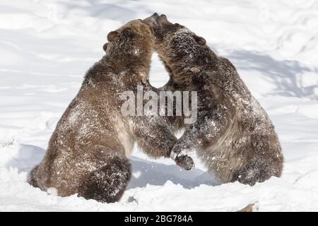 Grizzly Bären kämpfen im Schnee Stockfoto