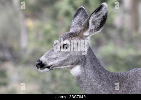 Erwachsene Hündin Mule Deer, Porträt Stockfoto