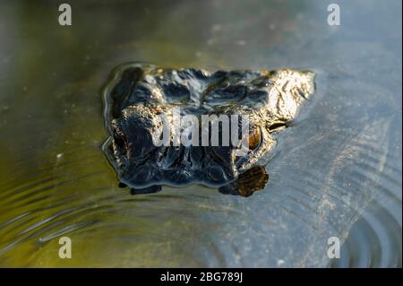 American Alligator (Alligator mississippiensis), Everglades NP, FL, von Dominique Braud/Dembinsky Photo Assoc Stockfoto