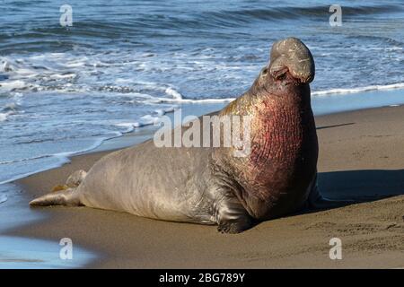 Nördlichen See-Elefanten Stockfoto