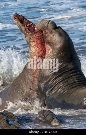 Northern Elephant Seal Erwachsene Männer kämpfen Stockfoto