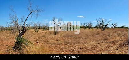 Panoramablick auf tote Olivenbäume mit Xylella befallen, Salento, Apulien. Süditalien Stockfoto
