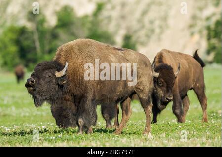 American Bison, Theodore Roosevelt NP, North Dakota, USA, von Dominique Braud/Dembinsky Photo Assoc Stockfoto
