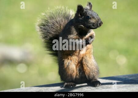 Schwarze Eichhörnchen säubern Feeder-Reste Stockfoto