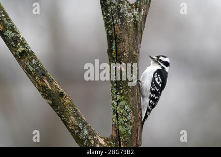 Flauschige Holzspechte männlich und weiblich Stockfoto