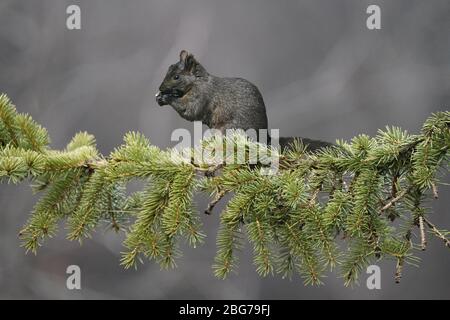 Schwarze Eichhörnchen säubern Feeder-Reste Stockfoto