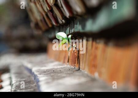 In der Wand des Hauses ist ein Baum sprießen, ein Symbol der Unzerstörbarkeit, Freiheit, Weichheit. Stockfoto