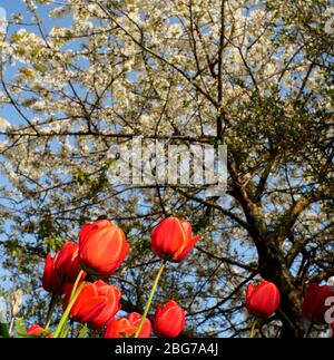 AJAXNETPHOTO. WORTHING, WEST SUSSEX, ENGLAND. - KNOSPENDE ROTE TULPEN UND KIRSCHBAUM IN BLÜTE IN EINEM WOHNGARTEN. FOTO: JONATHAN EASTLAND/AJAX REF:GX8 182807 973 Stockfoto