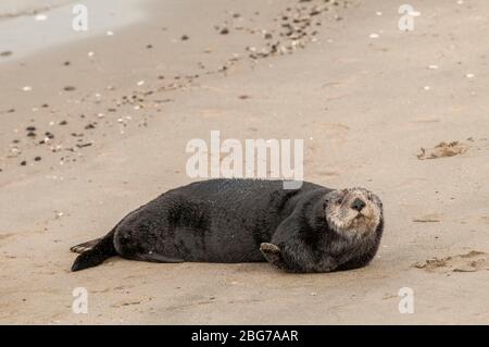 Sea Otter (Enhydra lutris) Ruhen am Strand, Moss Landing Bay, Monterey County, CA, USA, von Dominique Braud/Dembinsky Photo Assoc Stockfoto