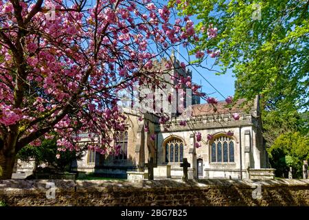 Warminster, Wiltshire / UK - April 15 2020:Kirschblütenbaum (Prunus) in Blüte an einem schönen Frühlingstag in der Minster Church of St Denys Stockfoto