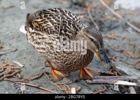 Nahaufnahme der weiblichen Stockente, die im Sand am Strand spazieren - Anas platyrhynchos Stockfoto