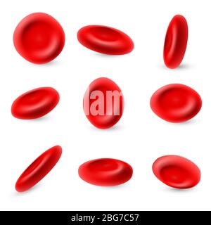 Humane Erythrozyten, 3d mikroskopische rote Blutkörperchen Vektor auf weißem Hintergrund isoliert gesetzt. Rote Blutkörperchen, Mikrobiologie Gesundheit Mensch Illustration Stock Vektor
