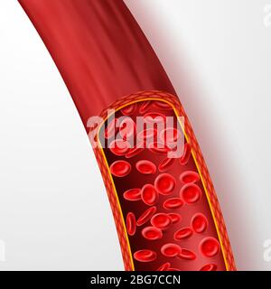 Menschliches Blutgefäß mit roten Blutkörperchen. Blutvene mit Makroerythrozyten in Plasma isoliert Vektor Illustration. Gefäßsystem, Blutfluss Mensch, c Stock Vektor