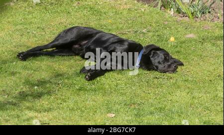 Ein schwarzer Labrador Retriever Hund liegt in der Sonne. Stockfoto