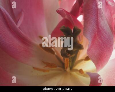 Abstrakte Makroaufnahme von rosa Tulpenblume Stockfoto