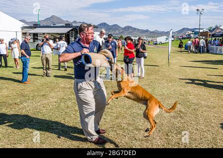 Bentley Scottsdale Polo Championships, Attack Dog Training Stockfoto