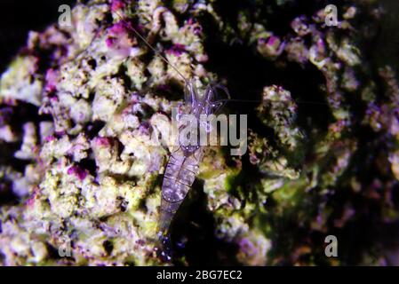 Europäische Rock Pool Garnelen - Palaemon elegans Stockfoto