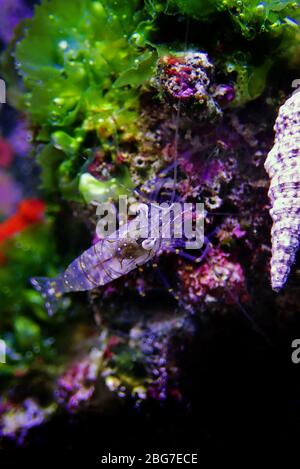 Europäische Rock Pool Garnelen - Palaemon elegans Stockfoto